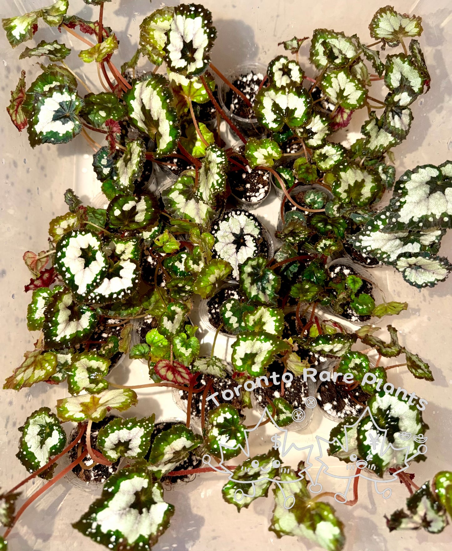 🌿Begonia Combo（Sale）