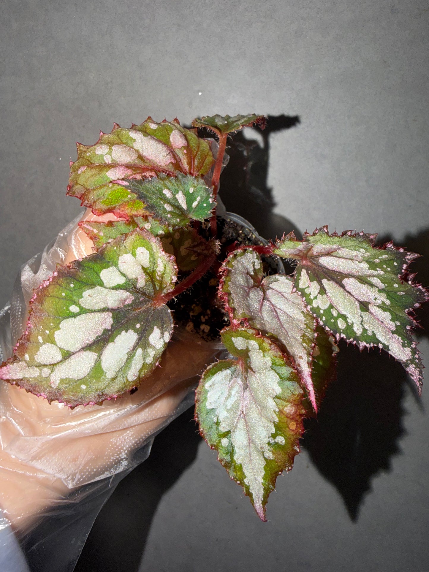 🌿Begonia Rex hybrid ’Blue-Green‘