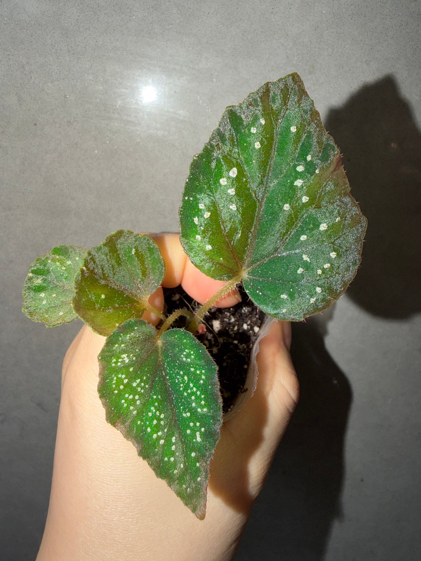 🌿Begonia ’Helen Lewis‘