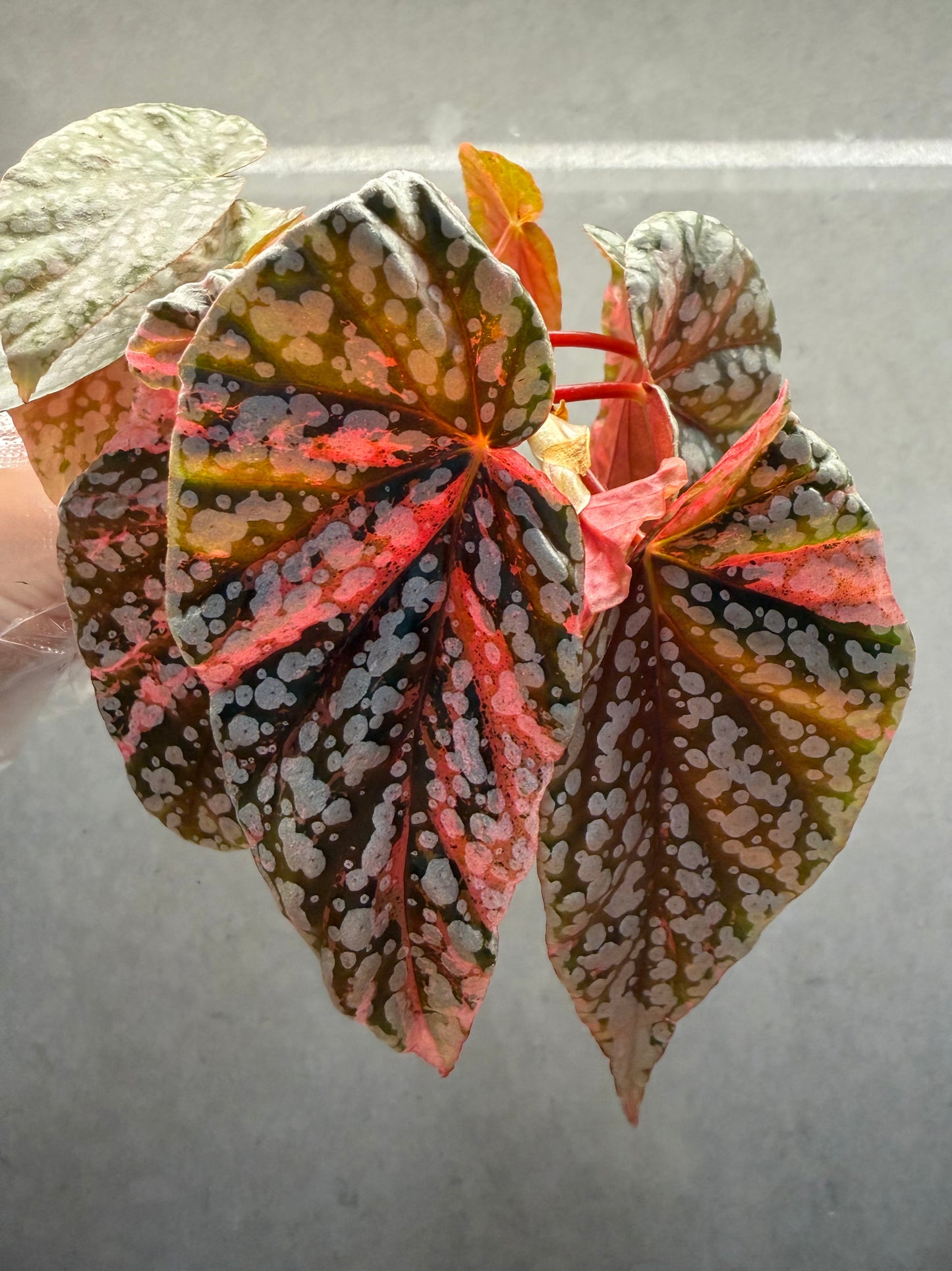 🌸Begonia snow capped pink var