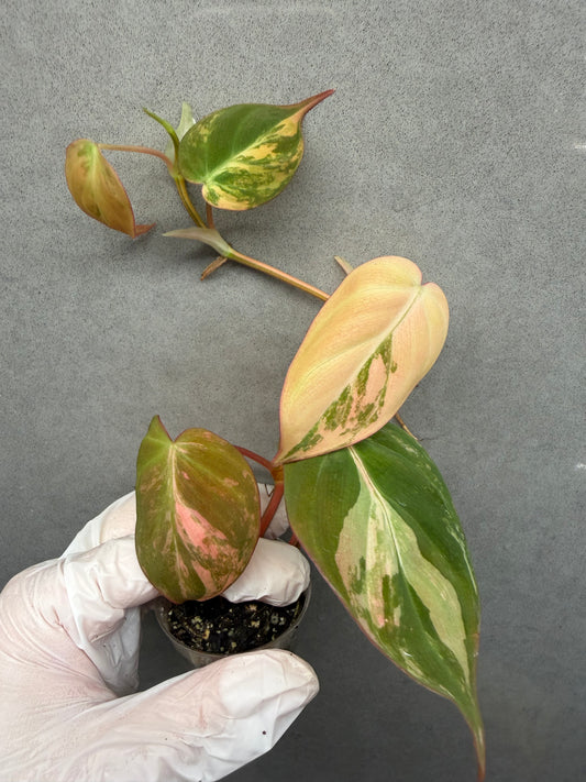 🌿Philodendron Micans  Pink Variegated