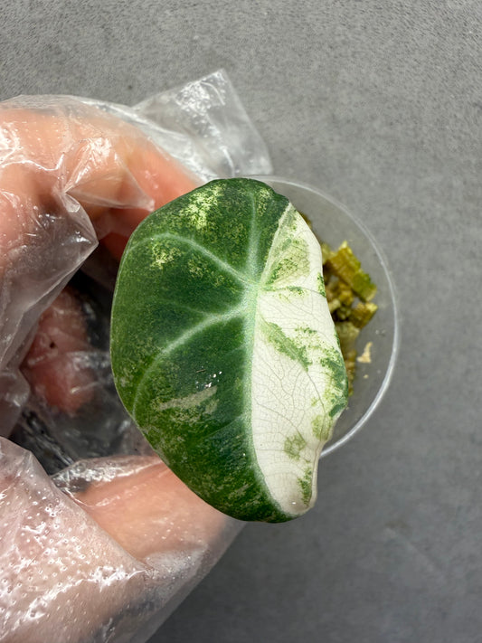 🦢Alocasia Black Velvet PinkVariegated