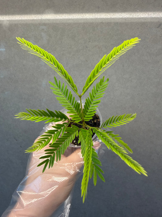🌿 Cojoba arborea