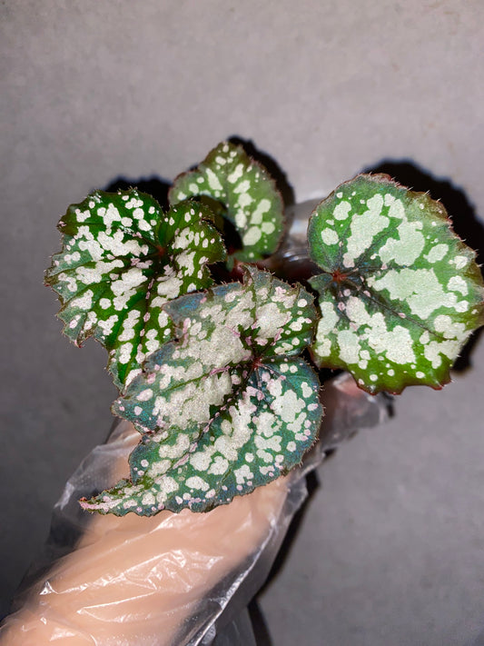 Begonia 'Robert Golden'