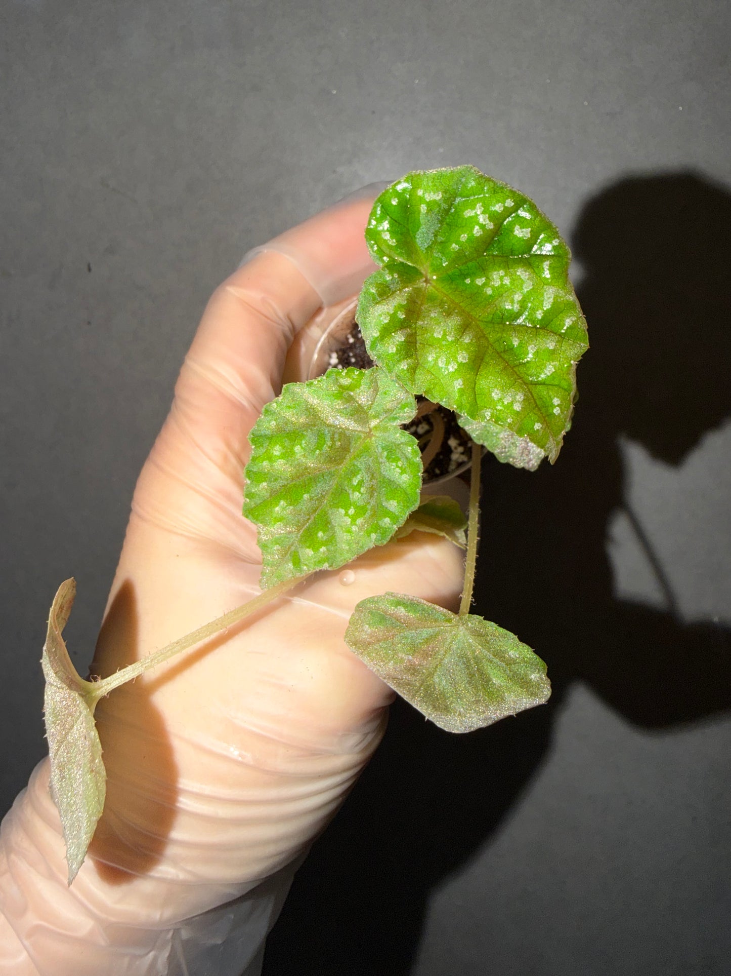 🌿Begonia pseudoedulis
