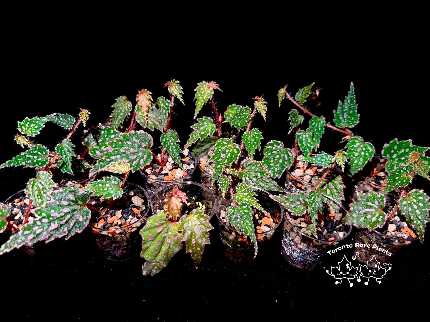 🌿Begonia sp. Aurora