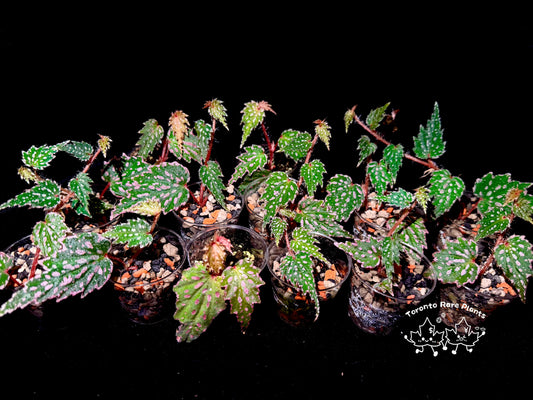 🌿Begonia sp. Aurora