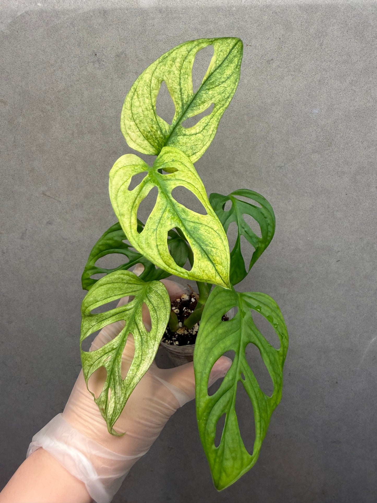 🌿monstera adansonii white monster