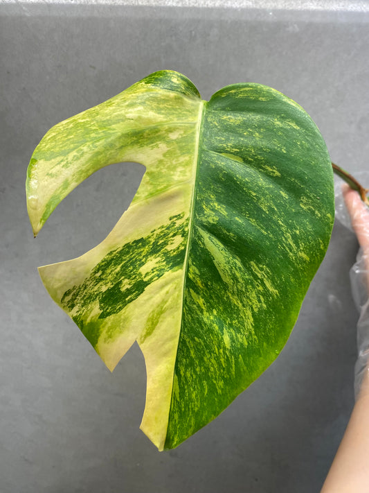 Monstera Aurea