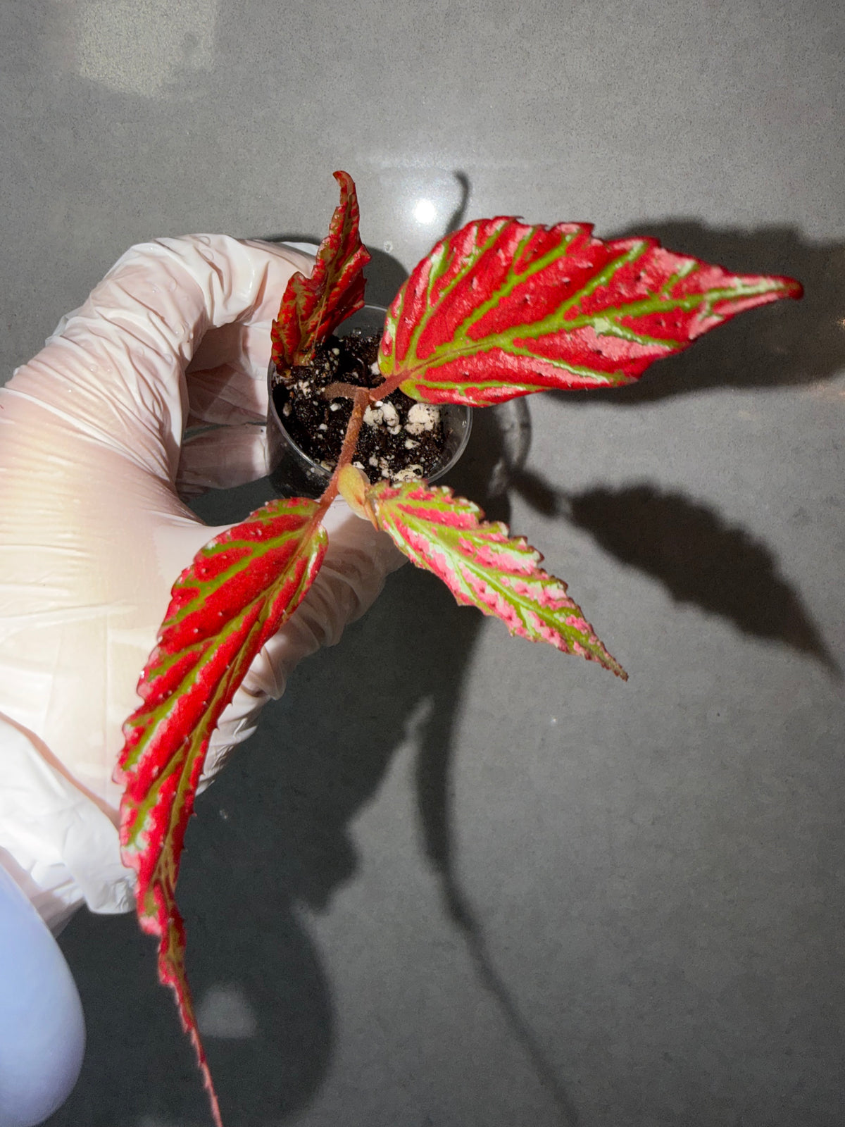 Begonia 5 Combo：sp. Sabah Pink➕ Black Mountain➕ Pink Panther➕ hybrid Blue-Green➕ black velvet