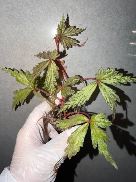 🌿Begonia polilloensis x rajah