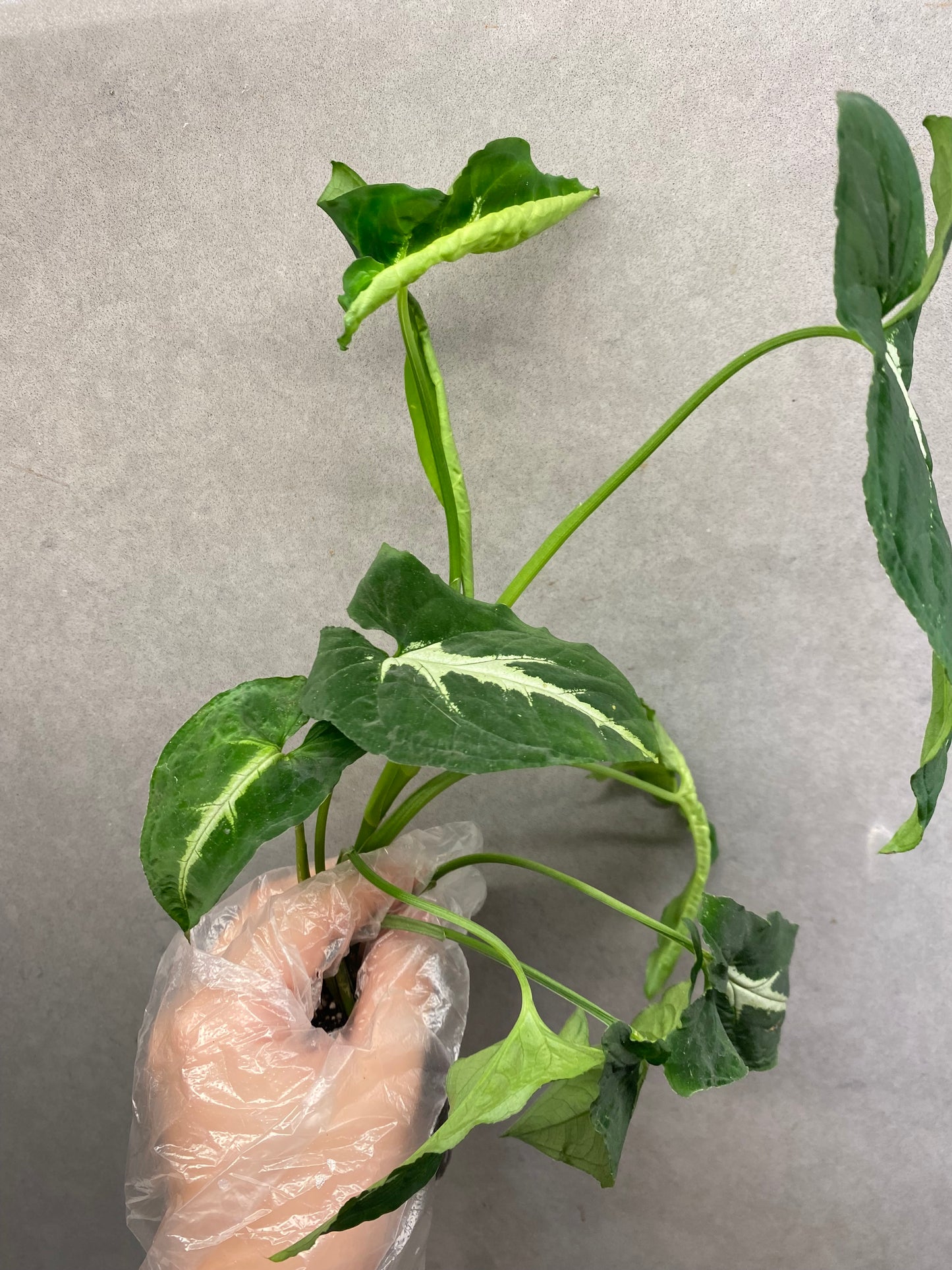 🌿 Syngonium wendlandii