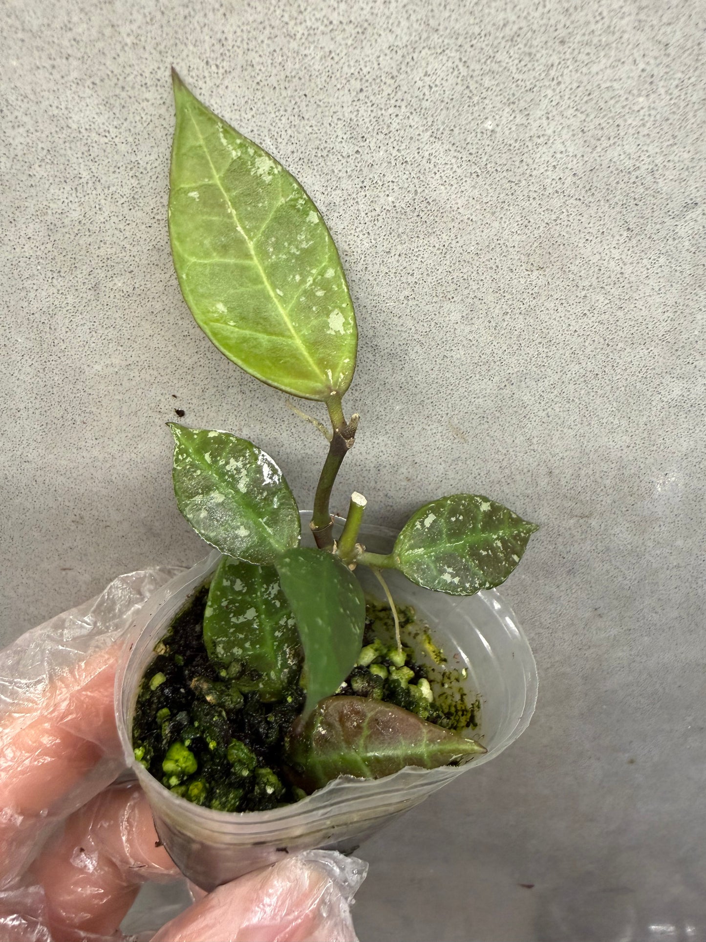 🌿 Hoya Elle