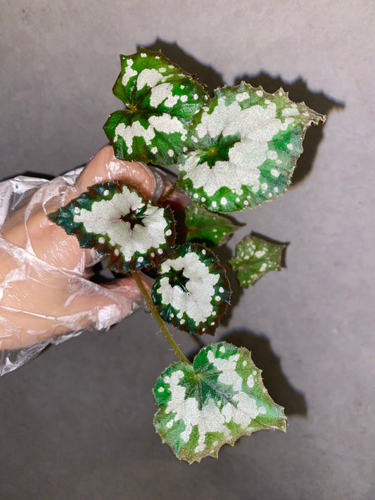 🌿 Begonia 'Dolce Vita'