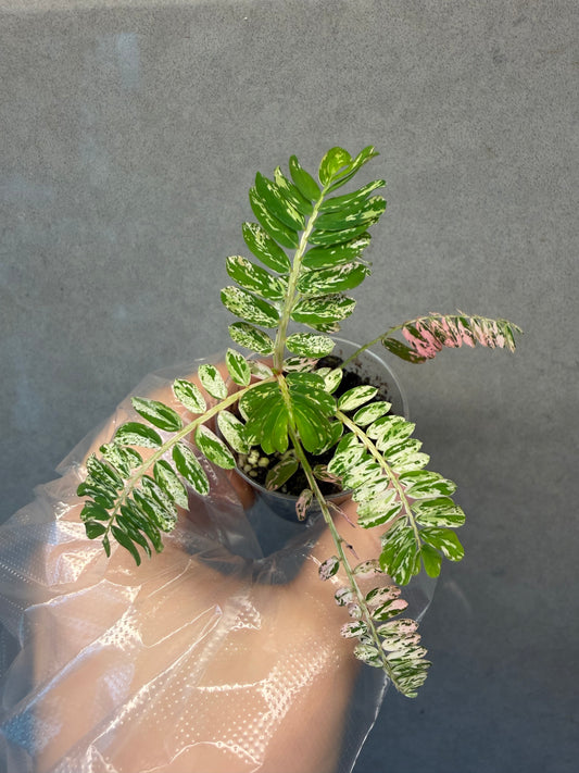 🌸Phyllanthus Urinaria Pink Variegated