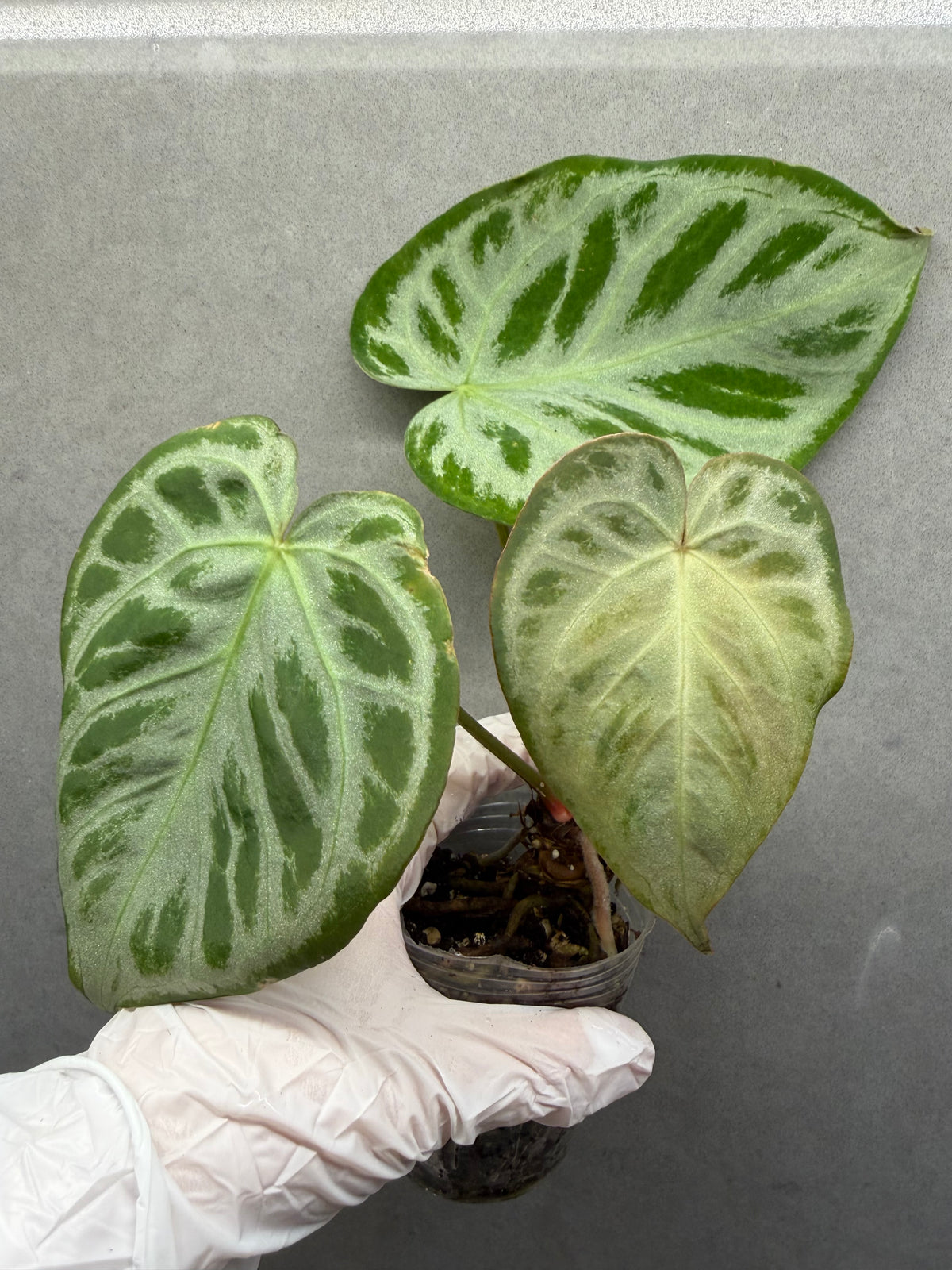🌿 Anthurium Dorayaki