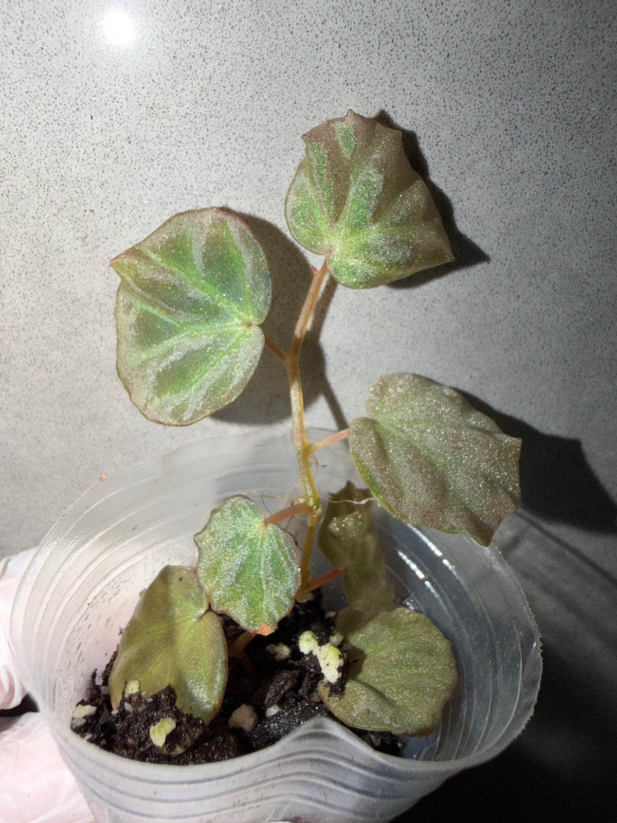 🌿 Begonia sp. Sarawak
