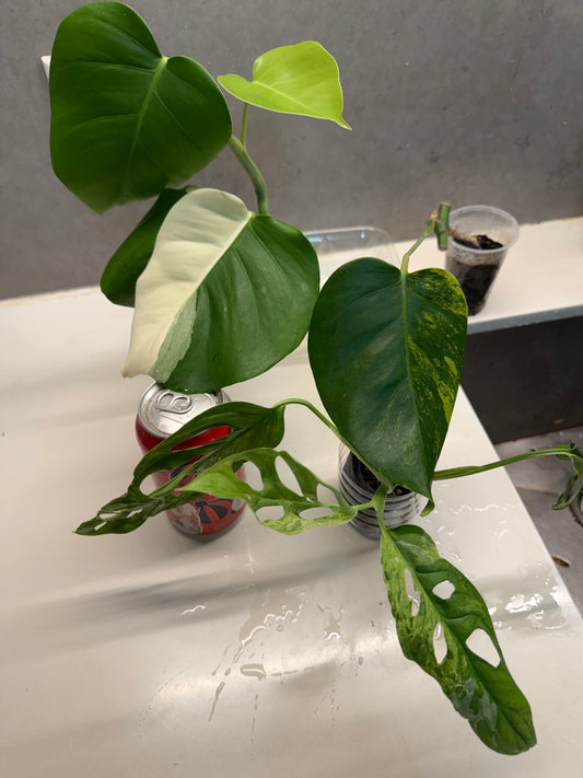 Monstera Albo + Monstera Aurea + Monstera adansonii mint variegata