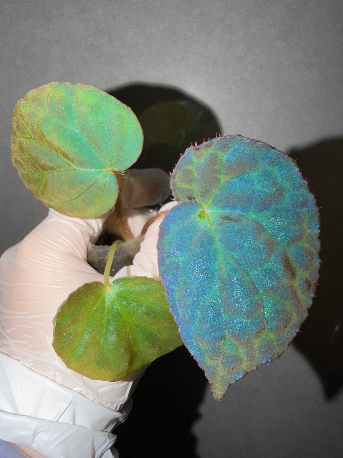 🌿 Begonia rockii