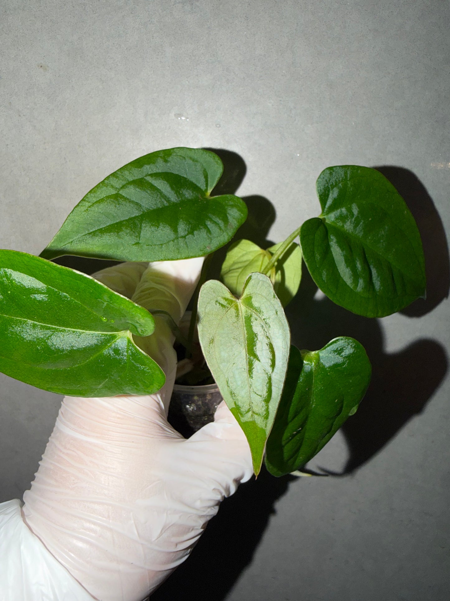 🌿Anthurium Aos* Papi