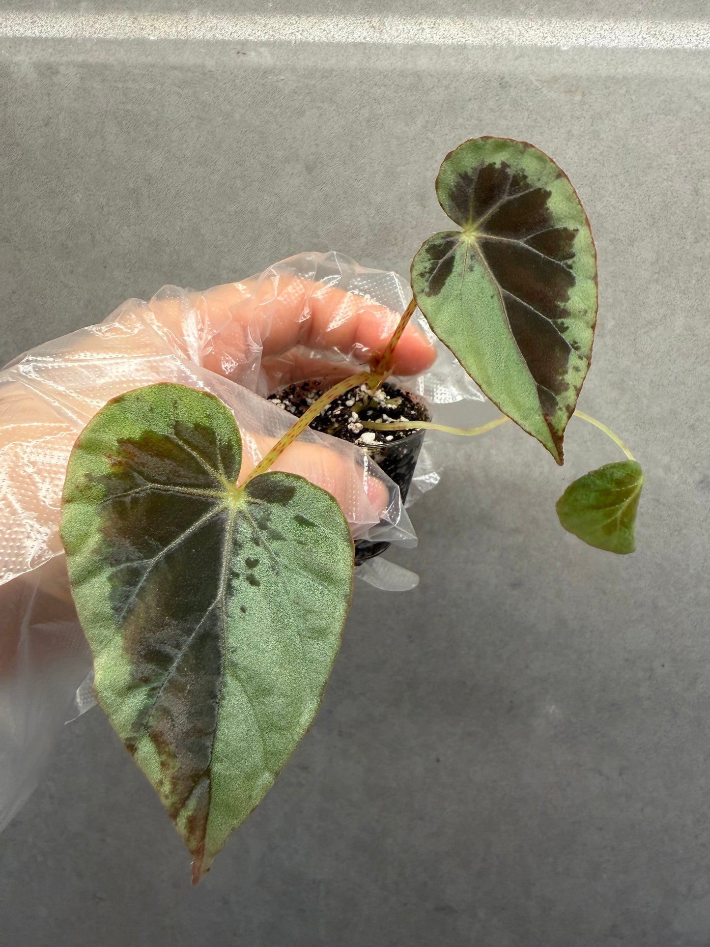 🌙 Begonia Burkillii Green Form ‘Half Moon’