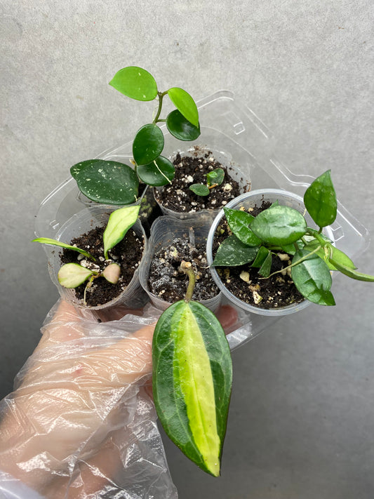 🌿 Hoya Combo (5 types)