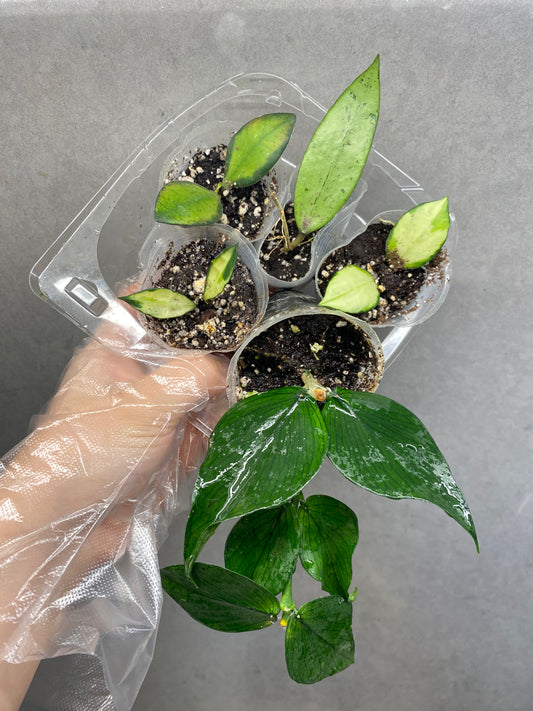 5 Hoyas combo 1️⃣