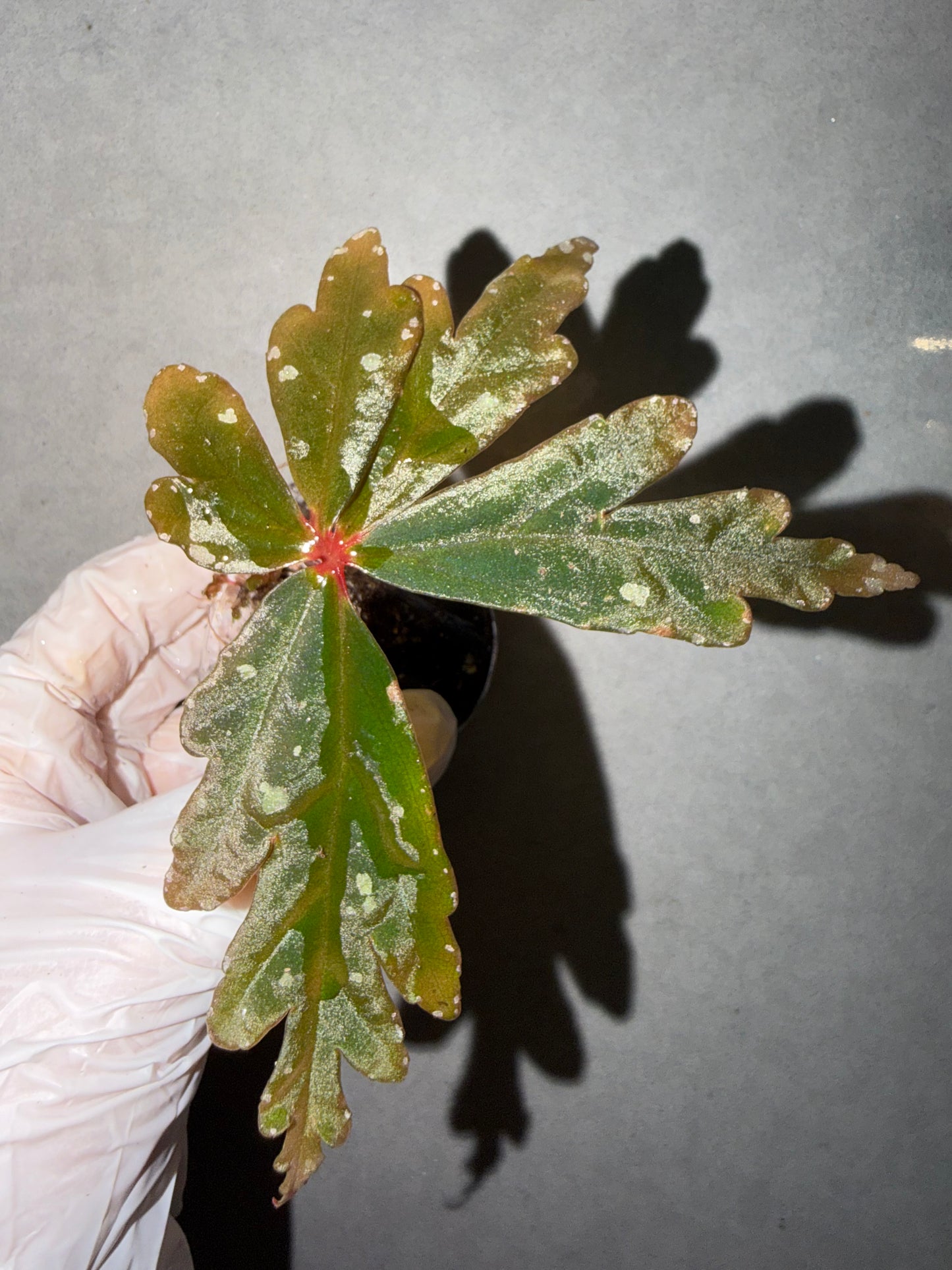 🌿Begonia polilloensis Hybrid 🦚✨