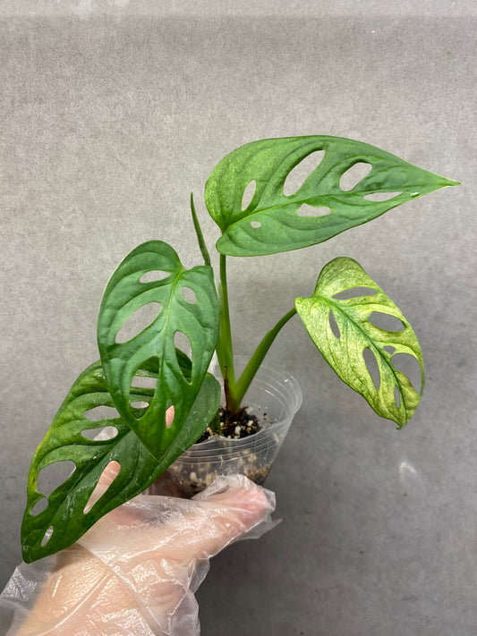 🌿 Monstera Adansonii 'White Monster'