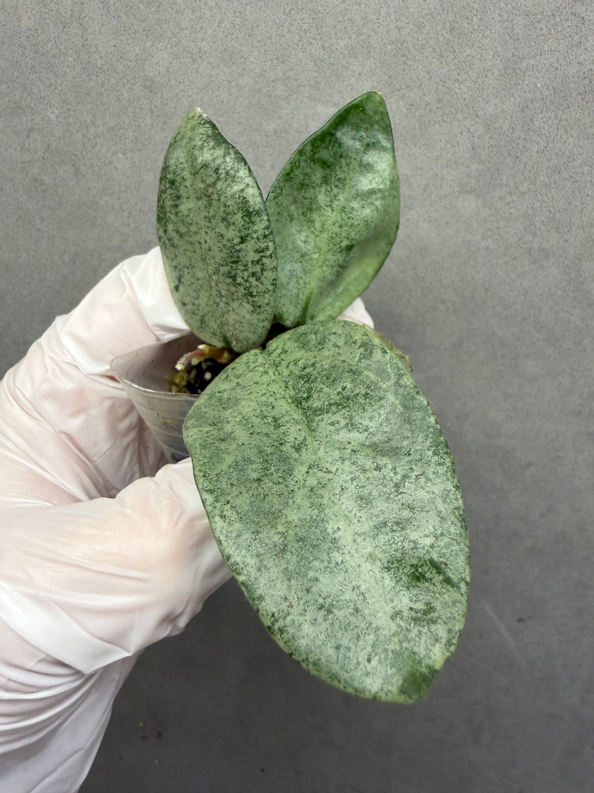 🌿Hoya Argentea Princess- revert variegated