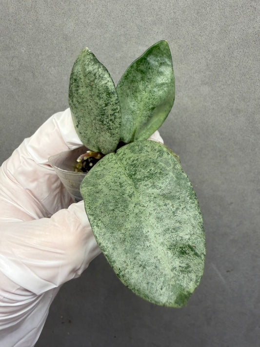 🌿Hoya Argentea Princess- revert variegated