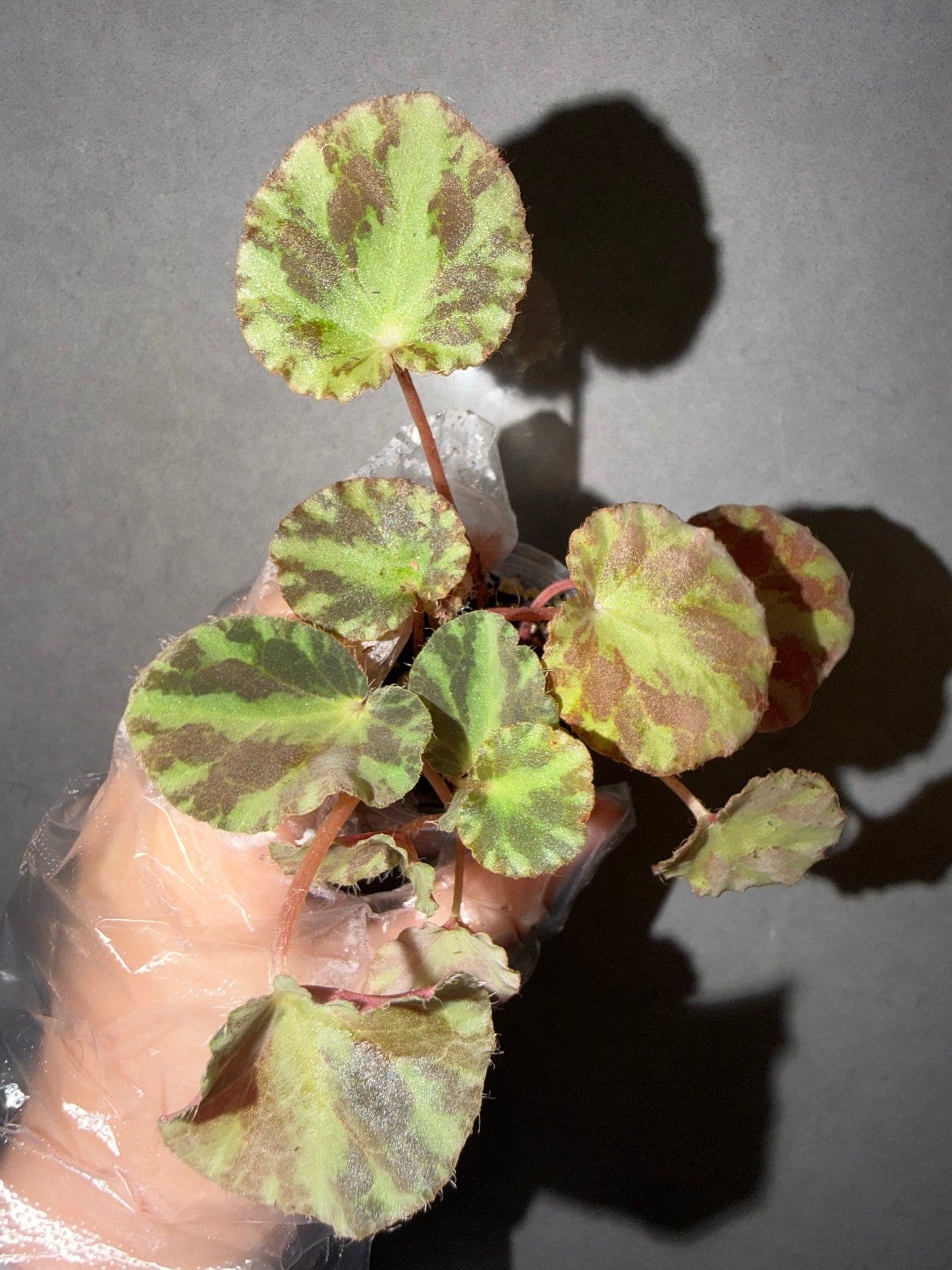 🌿Begonia cleopatrae
