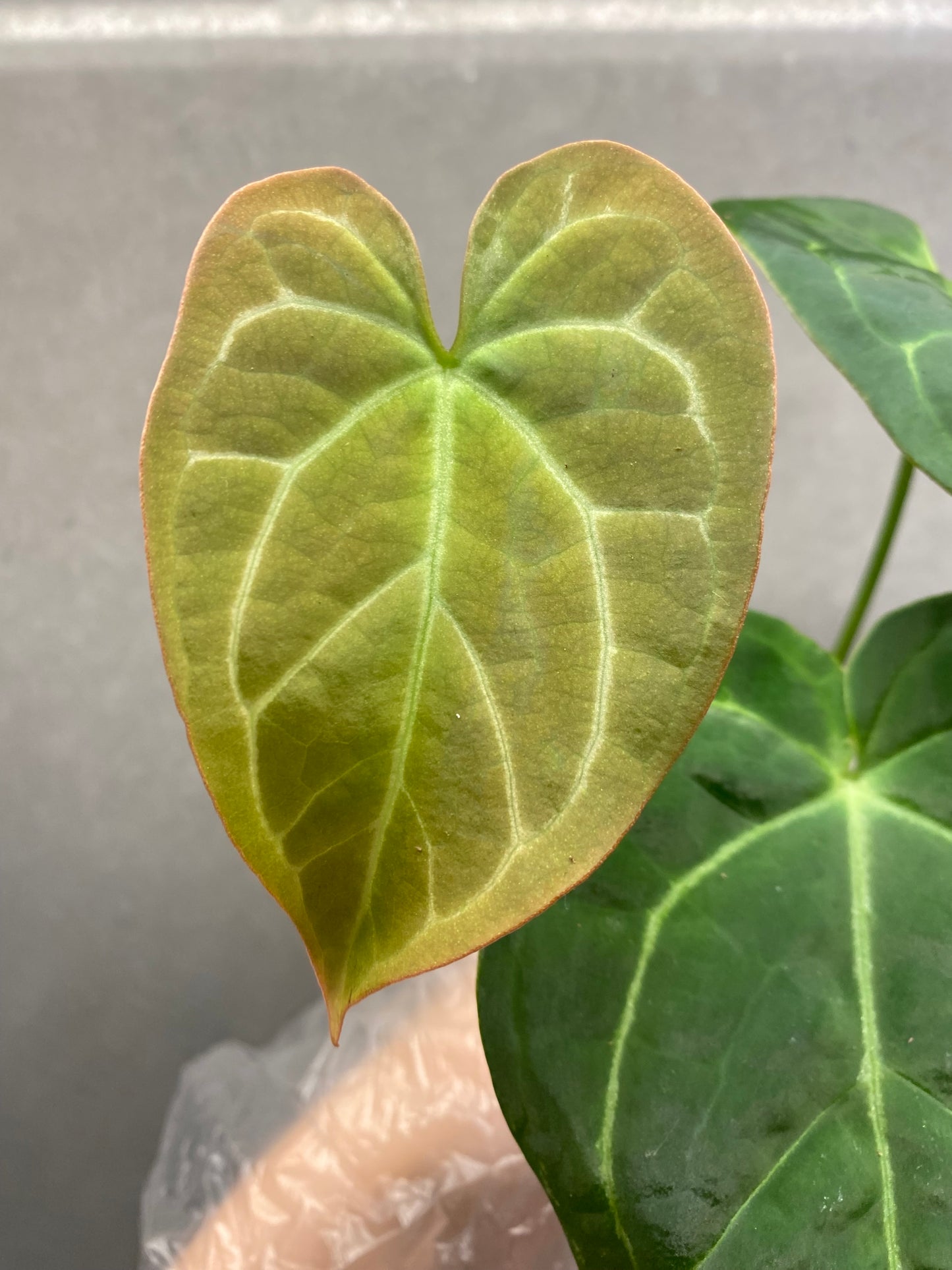 🌿 Anthurium Crystallinum Dark Form × Papi