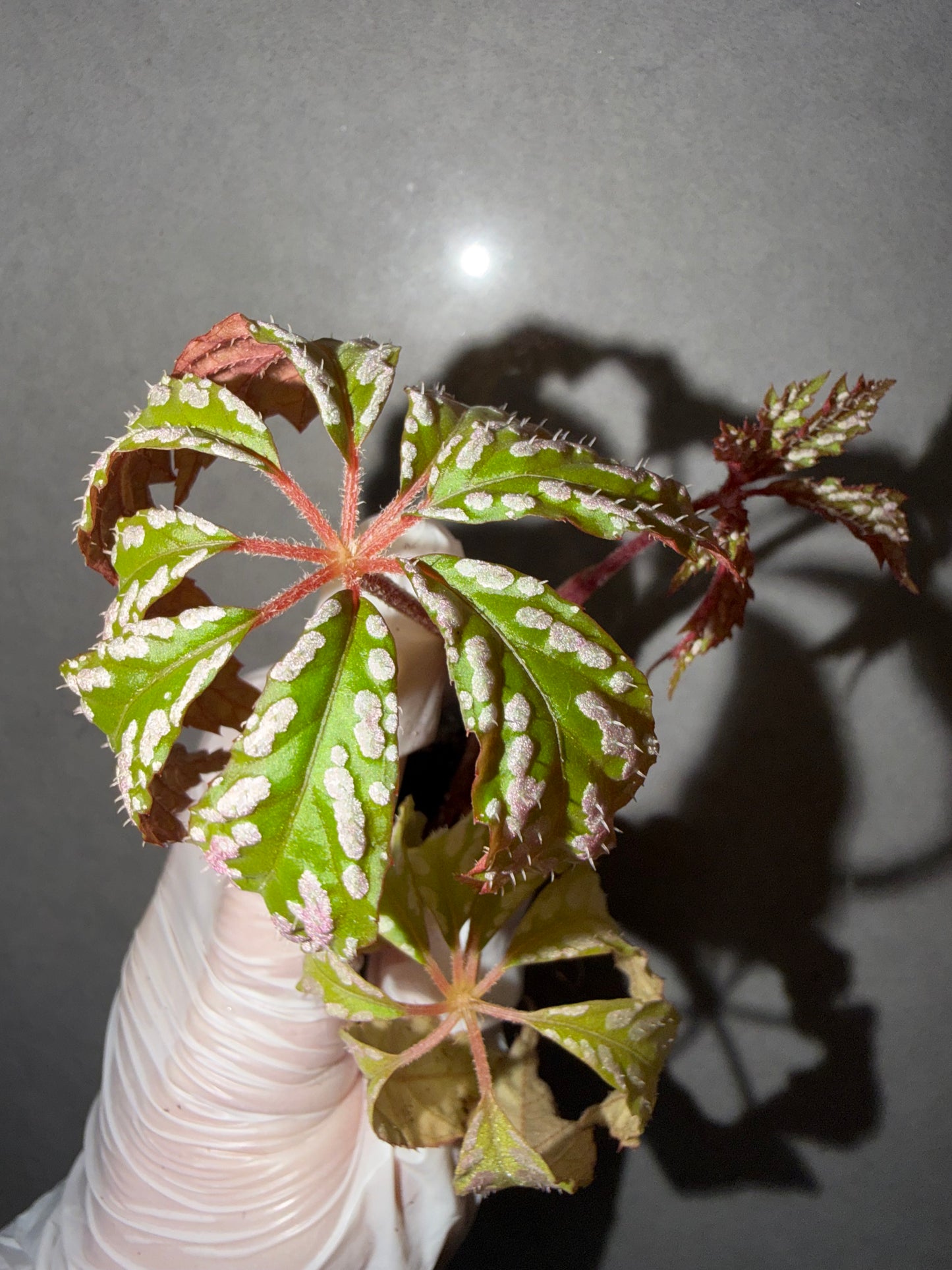 🌿Begonia hemsleyana ‘pink spot’