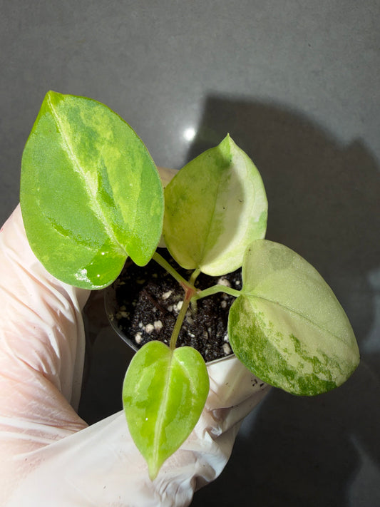 🌿Anthurium magnificum Variegata