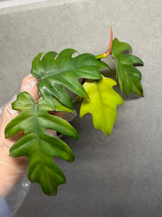 🌿Philodendron mayoi