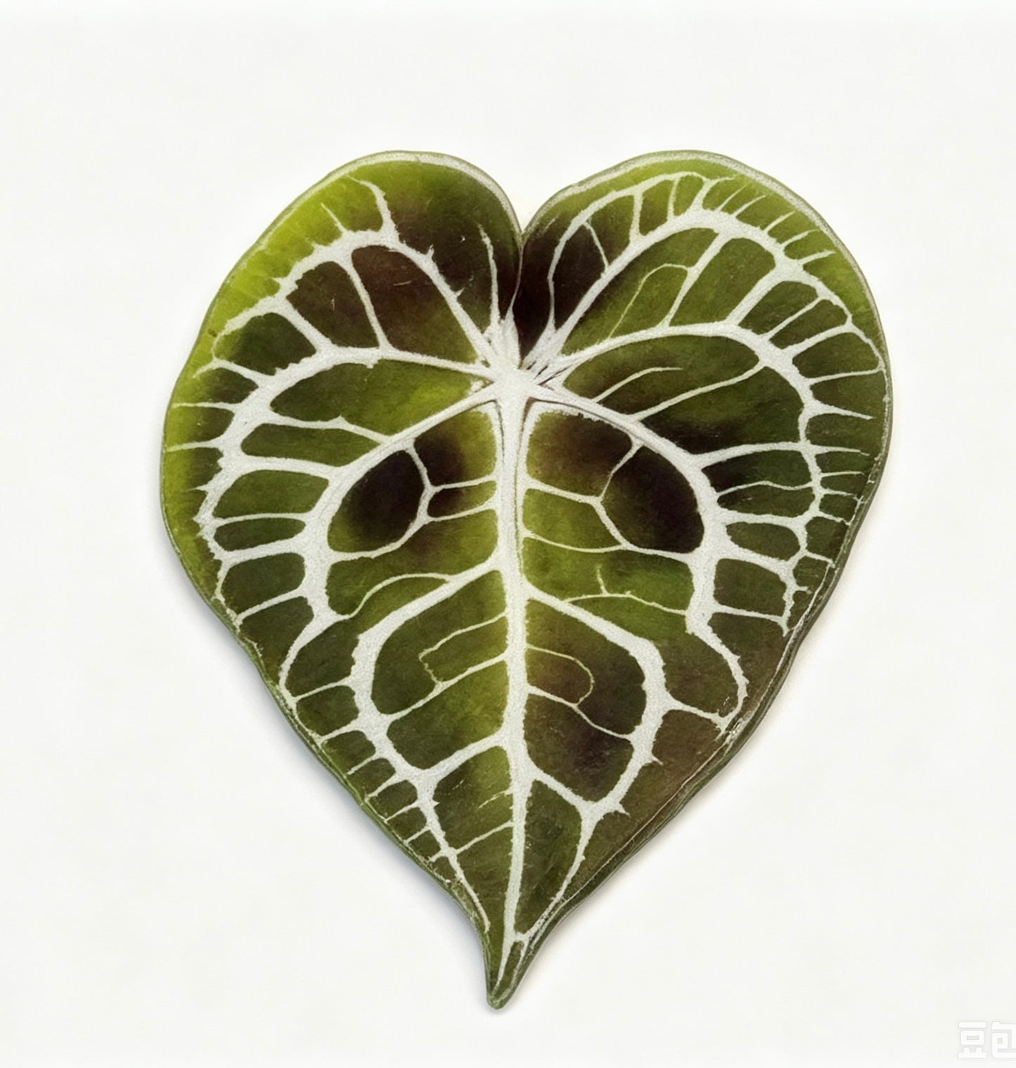 💜Anthurium fridge magnet🩷