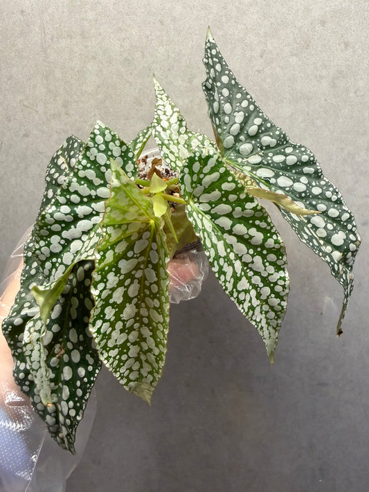 🌿 Begonia 'White Ice'