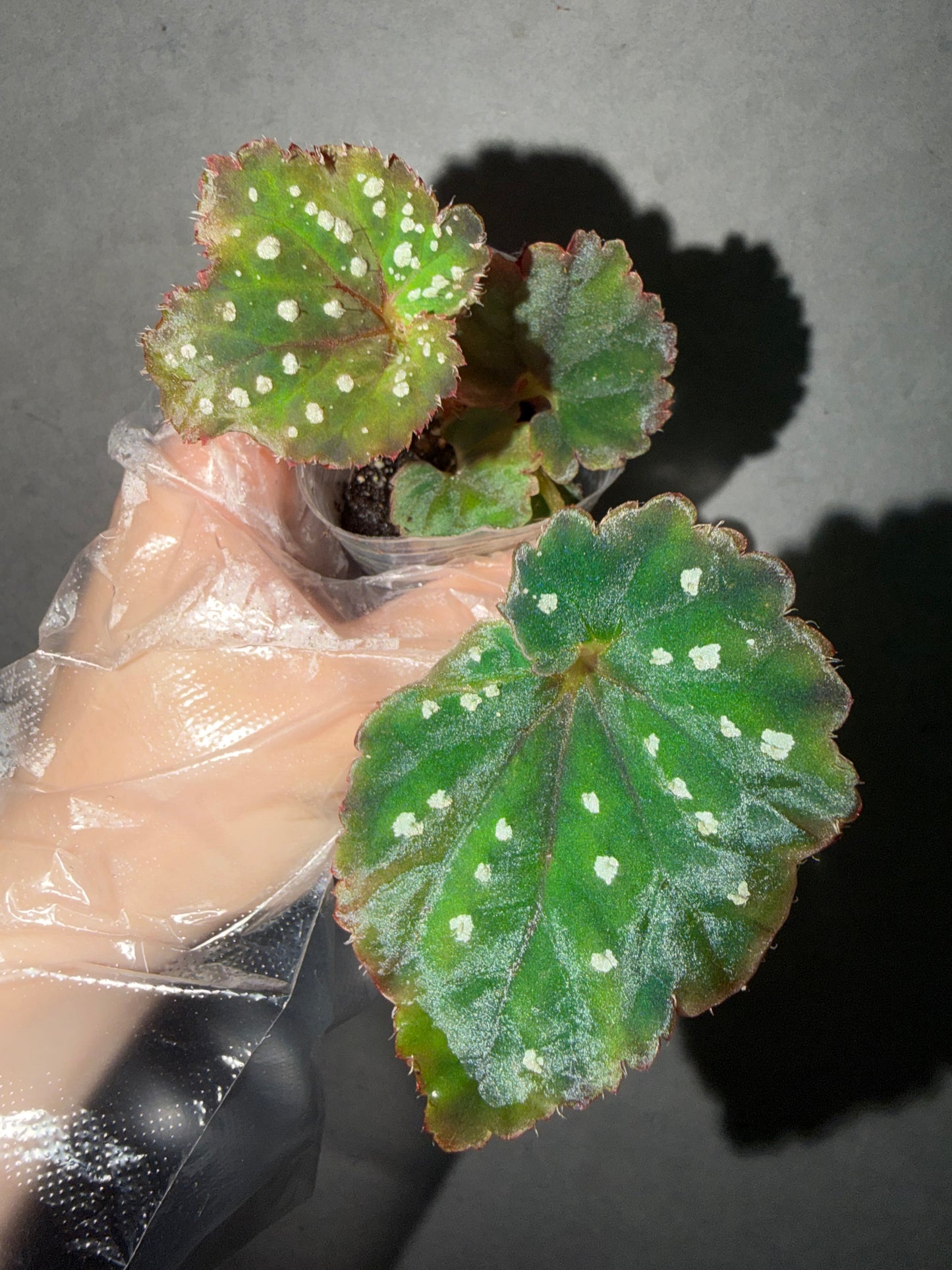 🌿Begonia Ryokuha