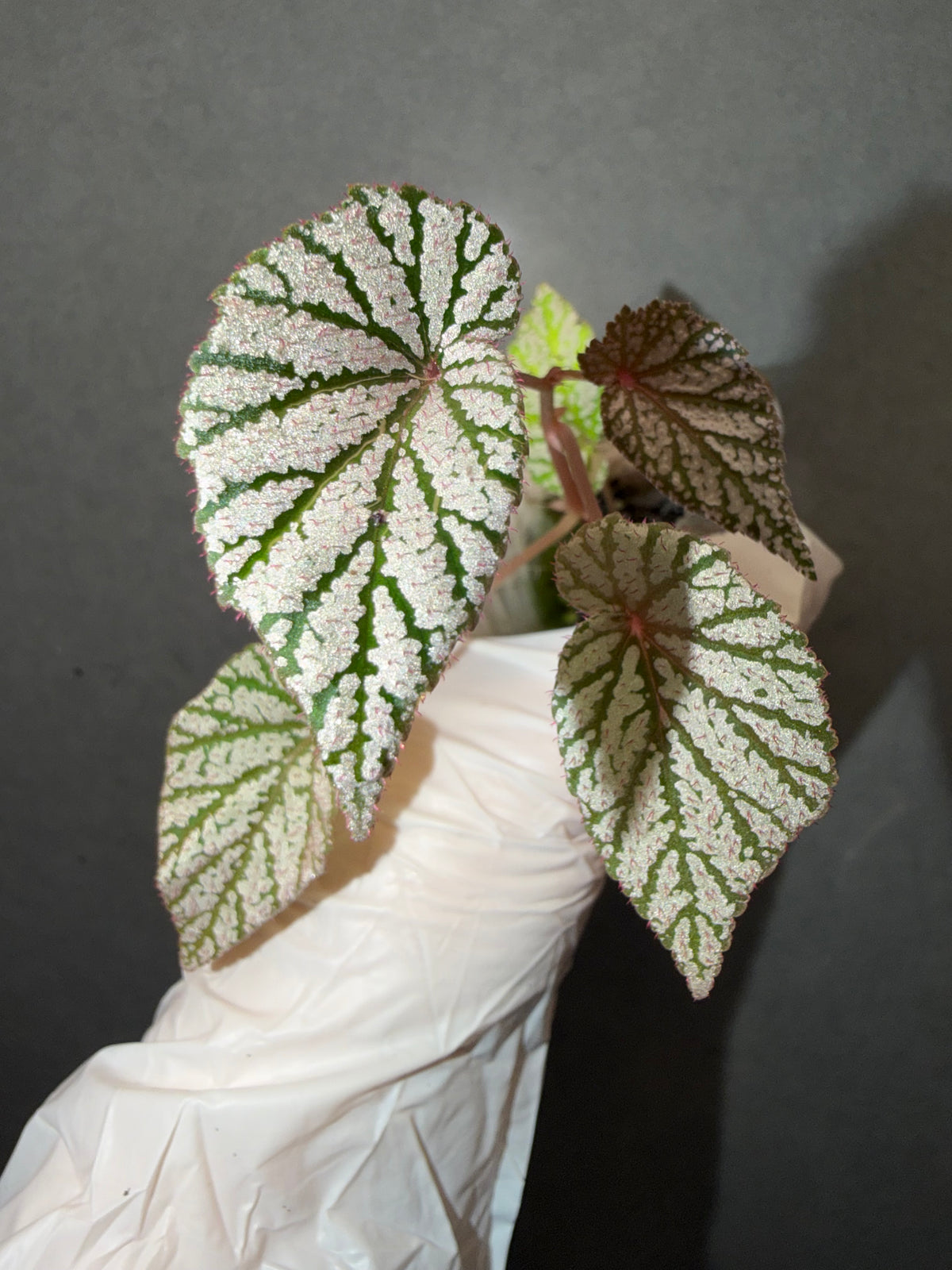 🌸Begonia ‘Ashura’