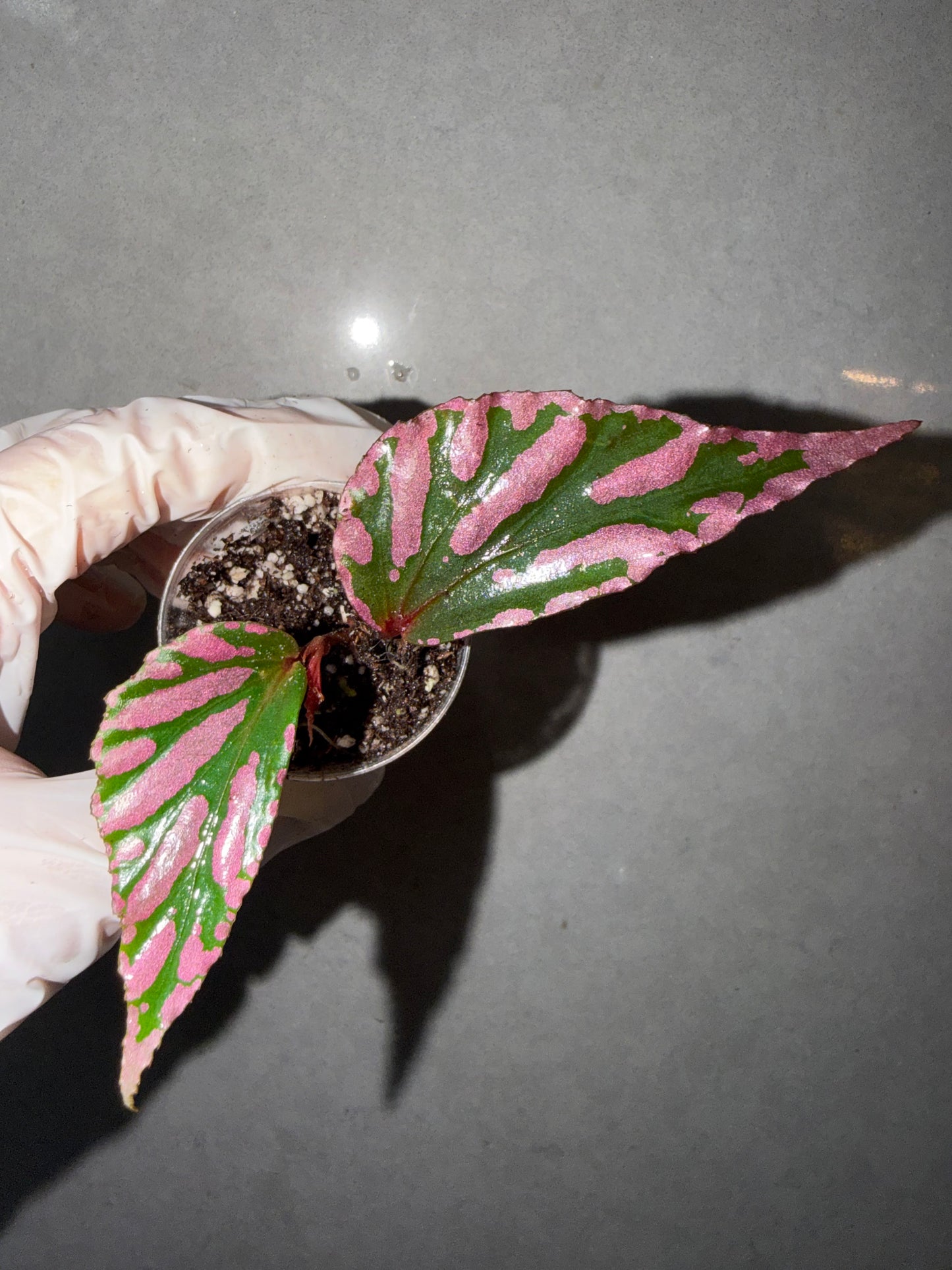 🌿Begonia sp. Julau