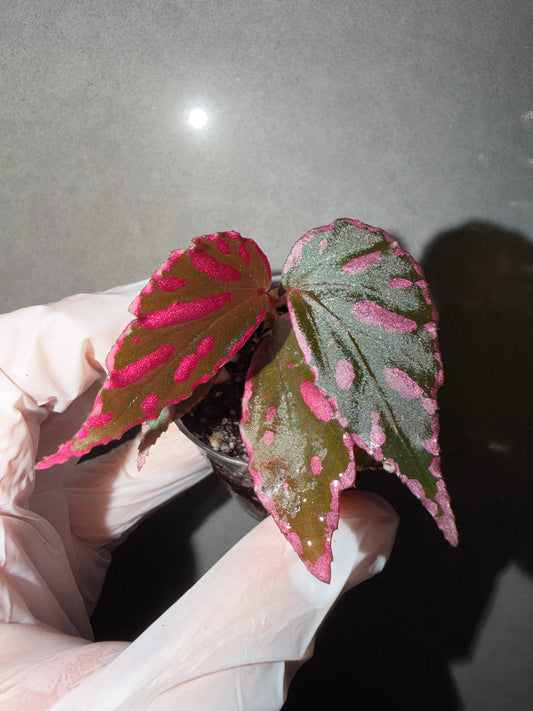 🌿Begonia sp. Julau