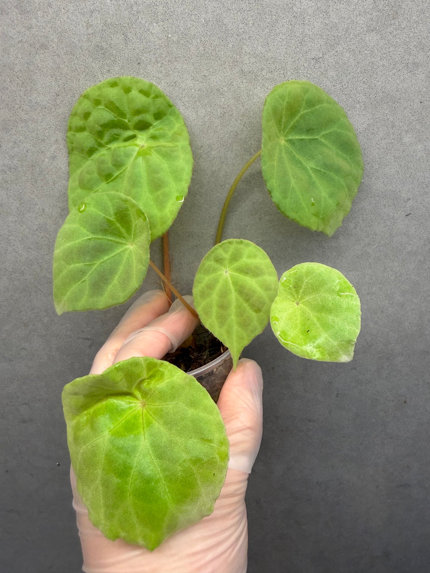 🌿 Begonia natunaensis