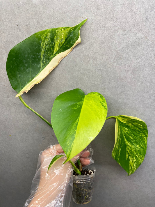 Monstera Aurea