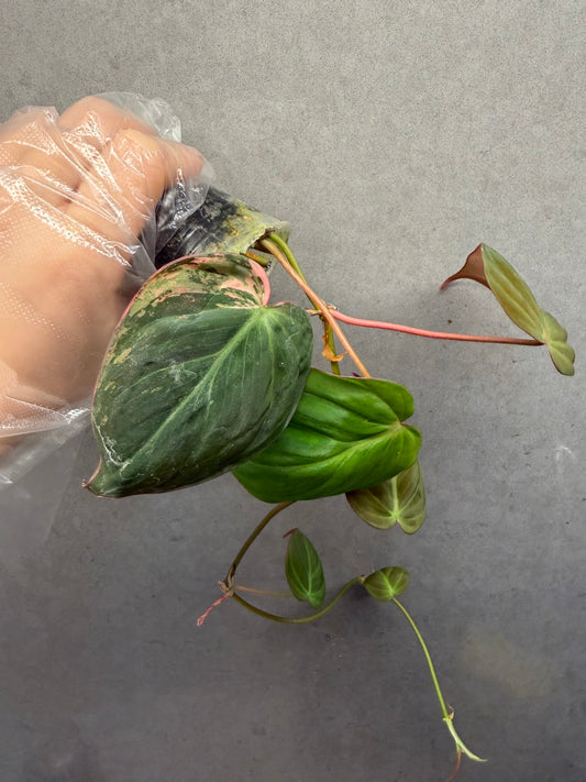 Philodendron Micans （low Variegated ）