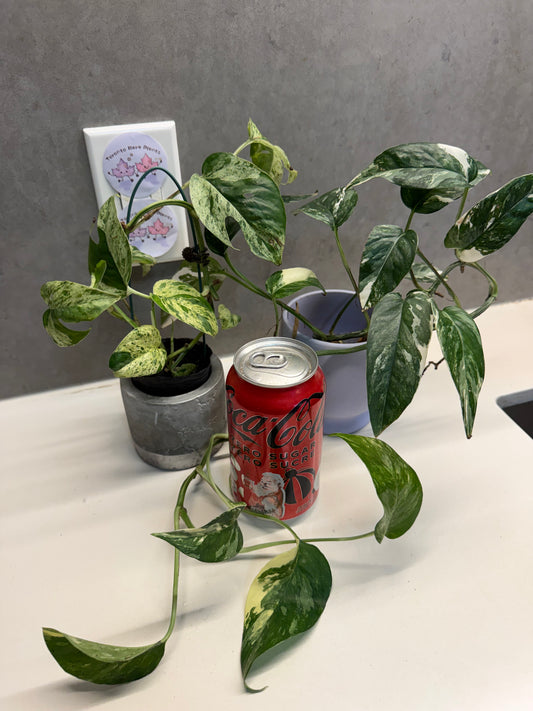 🌿Epipremnum pinnatum 'Marble'➕ Epipremnum pinnatum 'Albo-variegata'