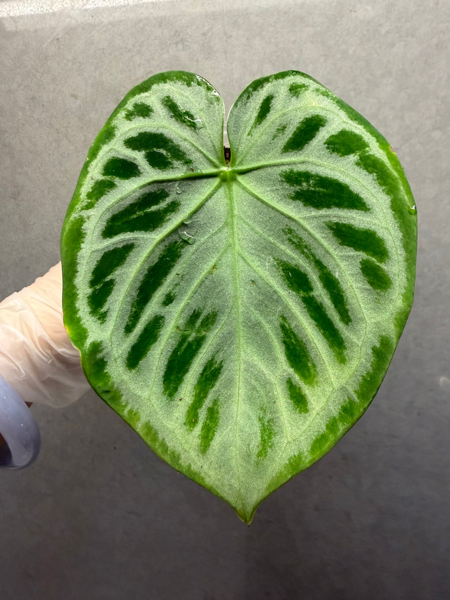 🌿Anthurium Silver Blush
