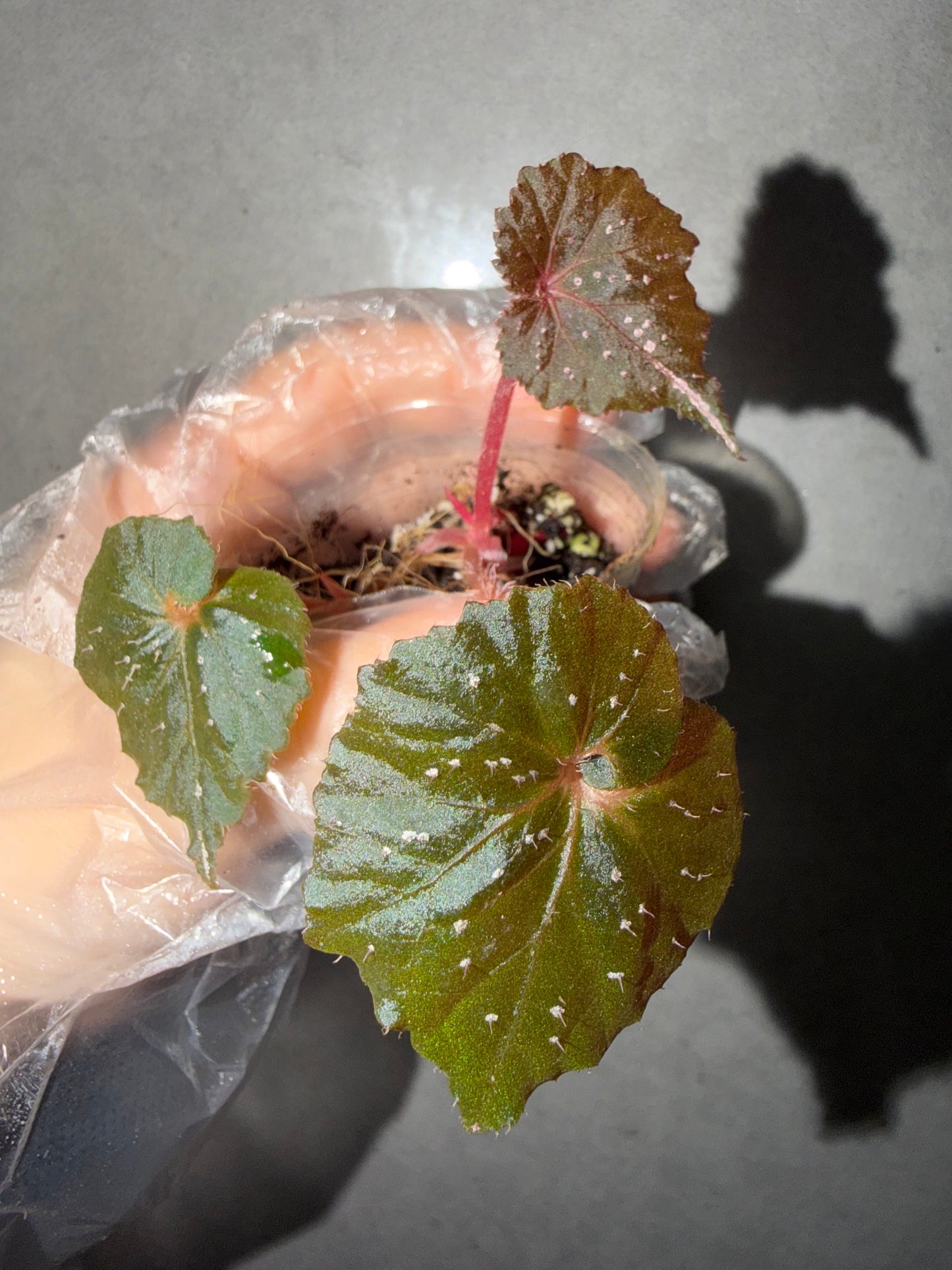 🌿 Begonia ’Ikazuchi‘