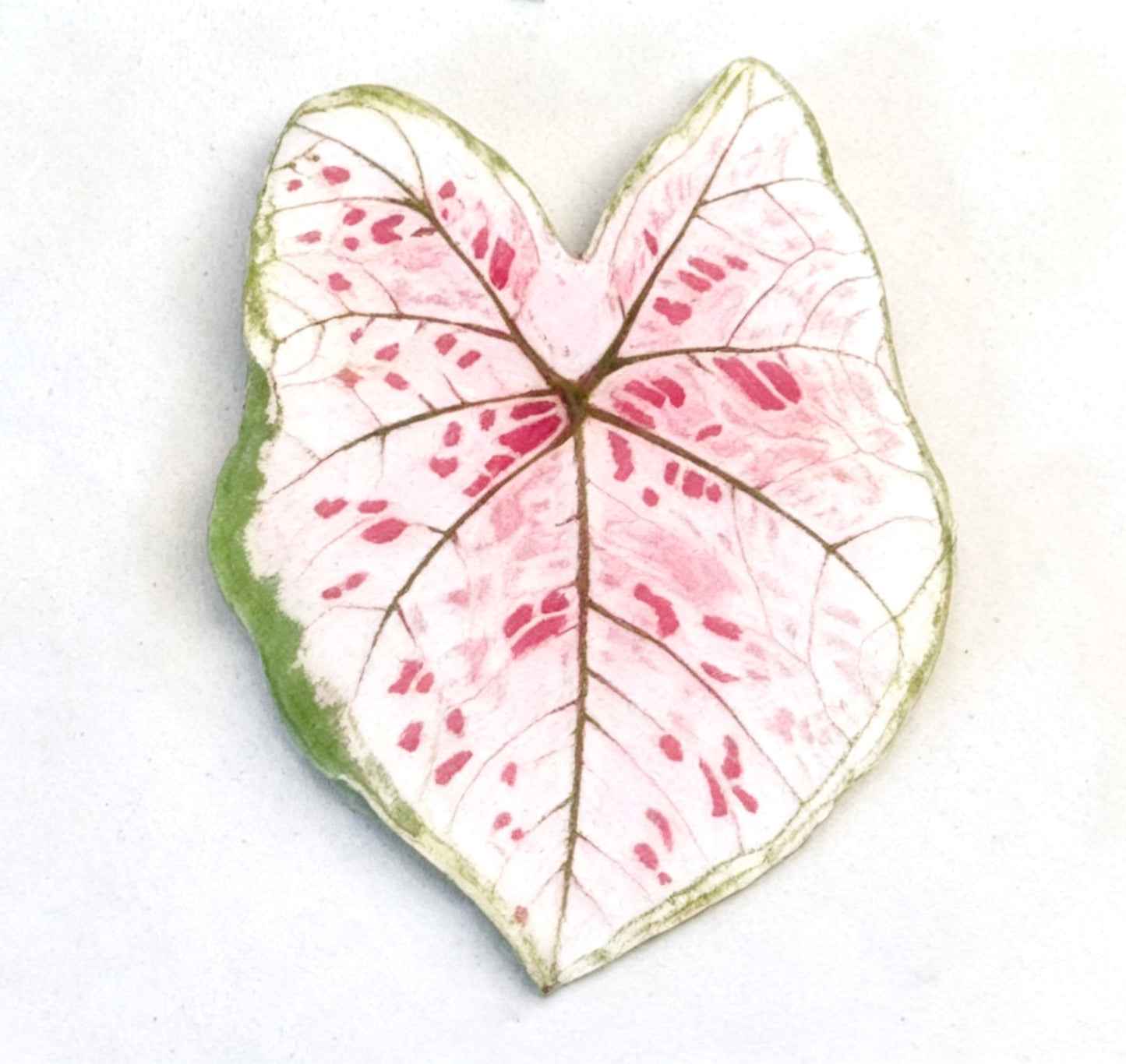 💜Caladium fridge magnet🩷