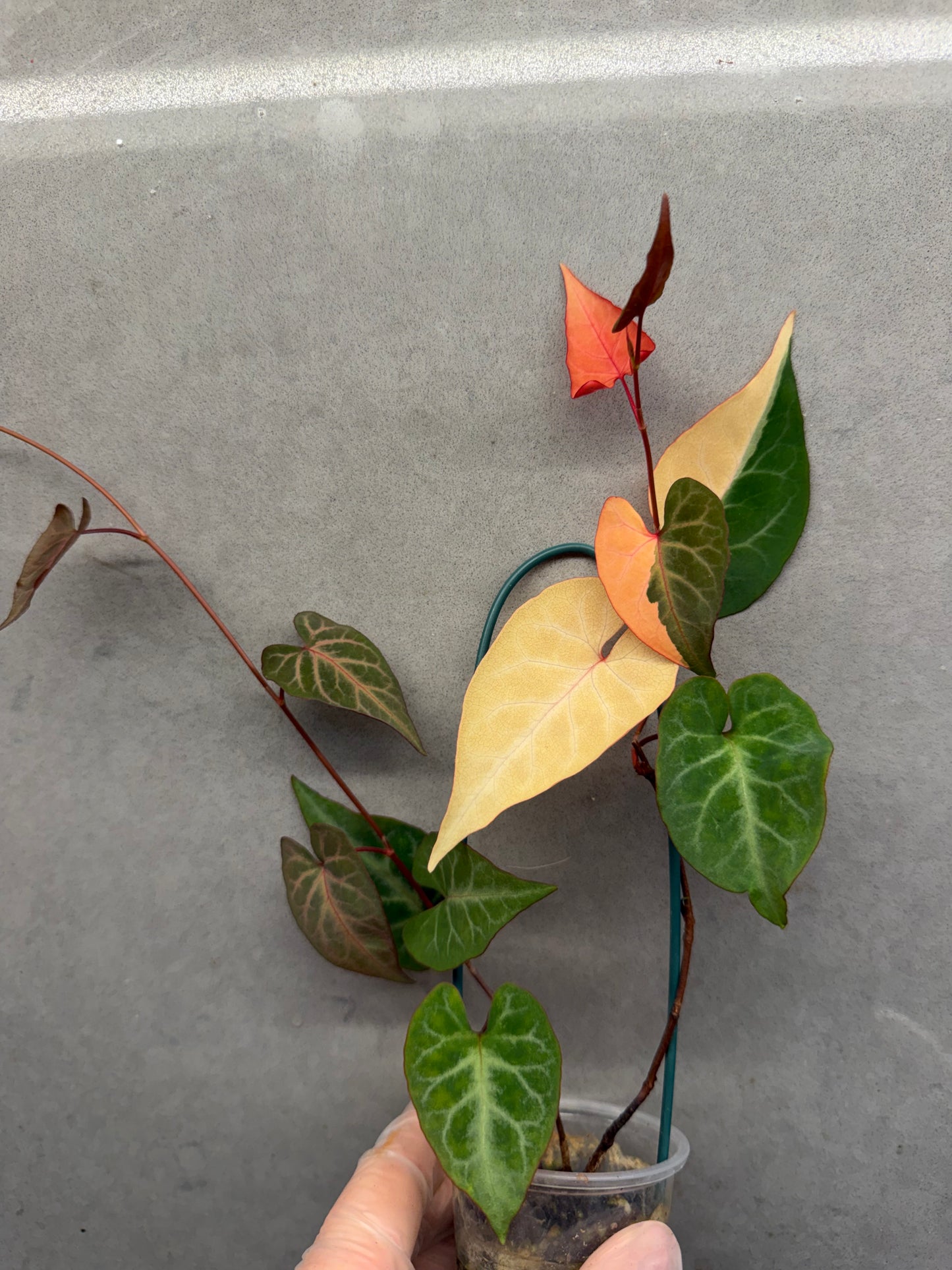 🌸Fallopia multiflora var.